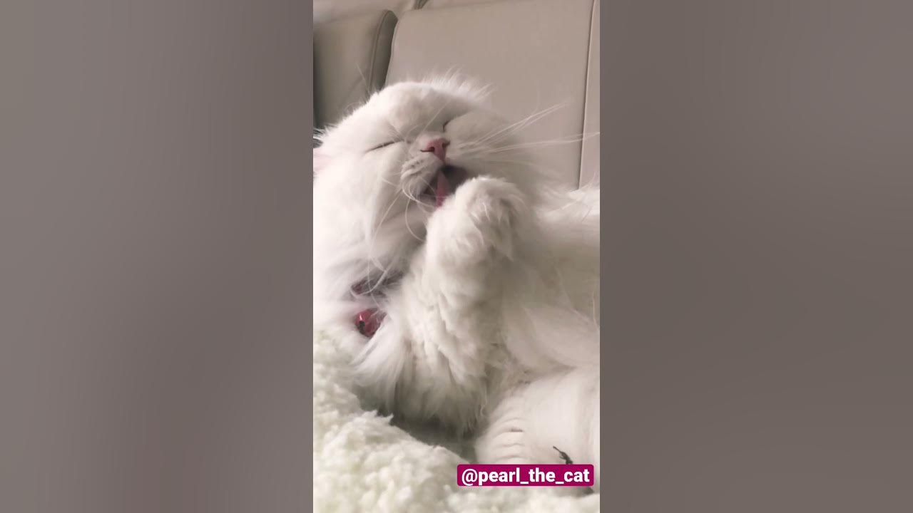 'Video thumbnail for Beautiful Pearl #PersianCat #Cat #cute'