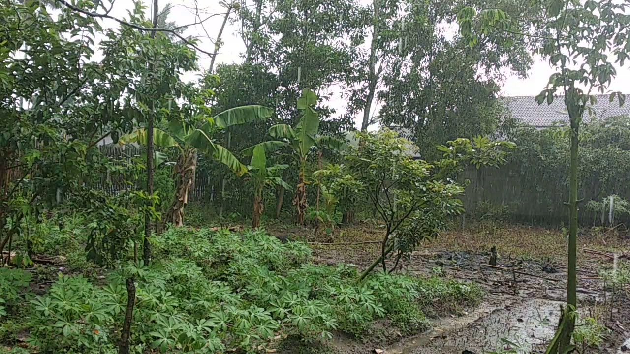 Video thumbnail for Lagi dibelakang rumah malah hujan