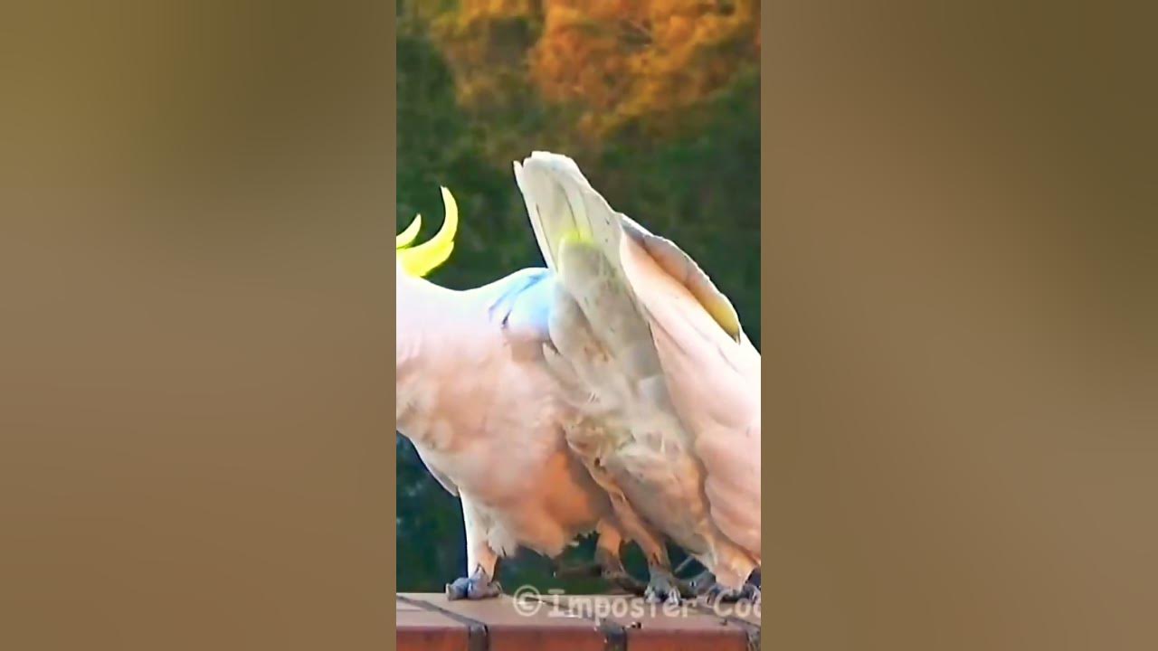 Video thumbnail for arshadmilton #shortvideo