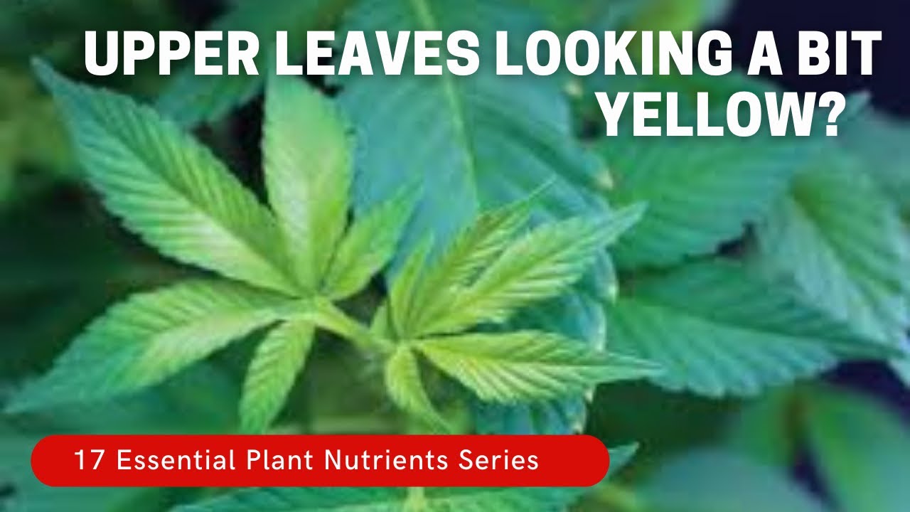 Video thumbnail for New Leaves Coming In Light Green? You Likely Have A Sulphur Deficiency. Plantmas Ep. 8