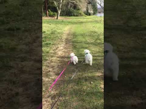 Video thumbnail for A walk in the Perth countryside with my bro Django with the odd pounce 😈😁 #maltesepuppies #dogs
