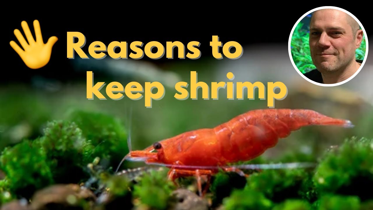 Video thumbnail for 🖐️ 5 Reasons To Add Red Cherry Shrimp to Your Aquarium 🦐