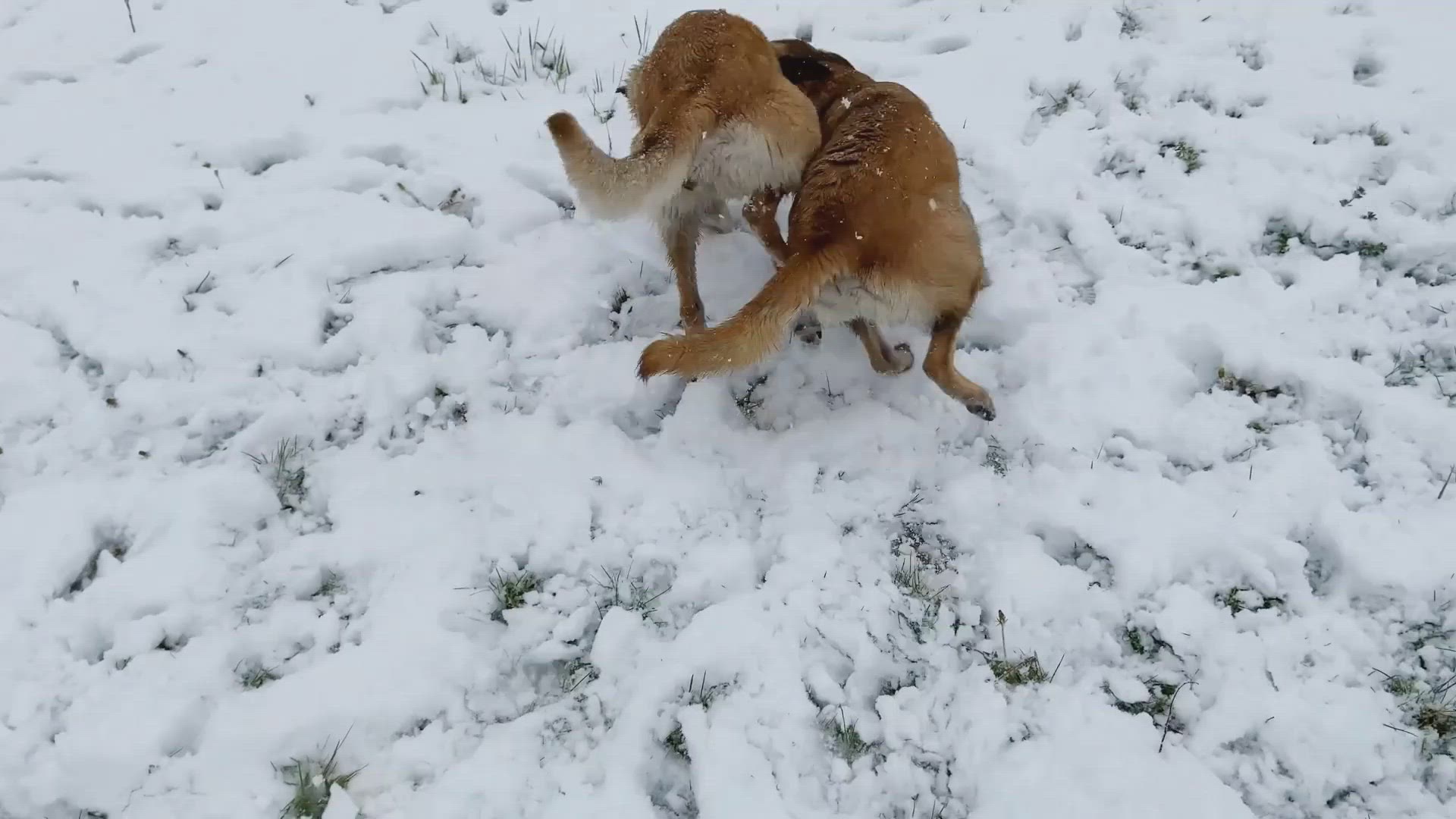Video thumbnail for How to stop Belgian Malinois from barking