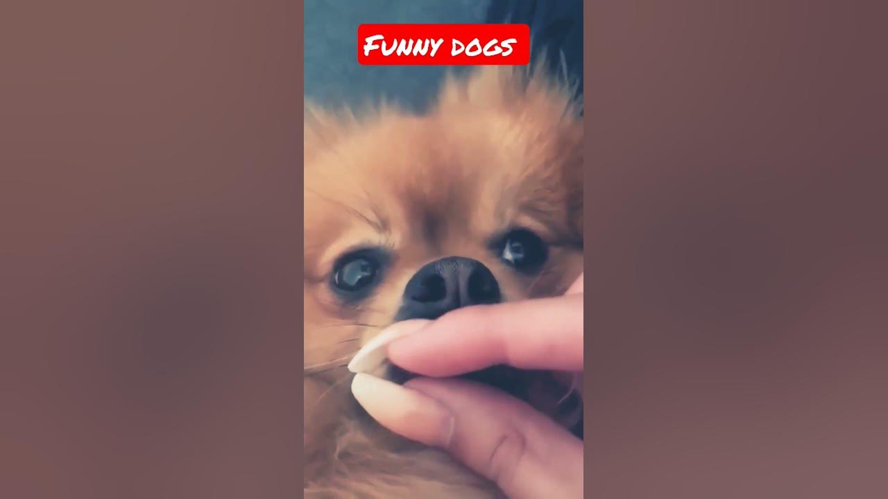 Video thumbnail for Funny dogs moment #dog #shorts
