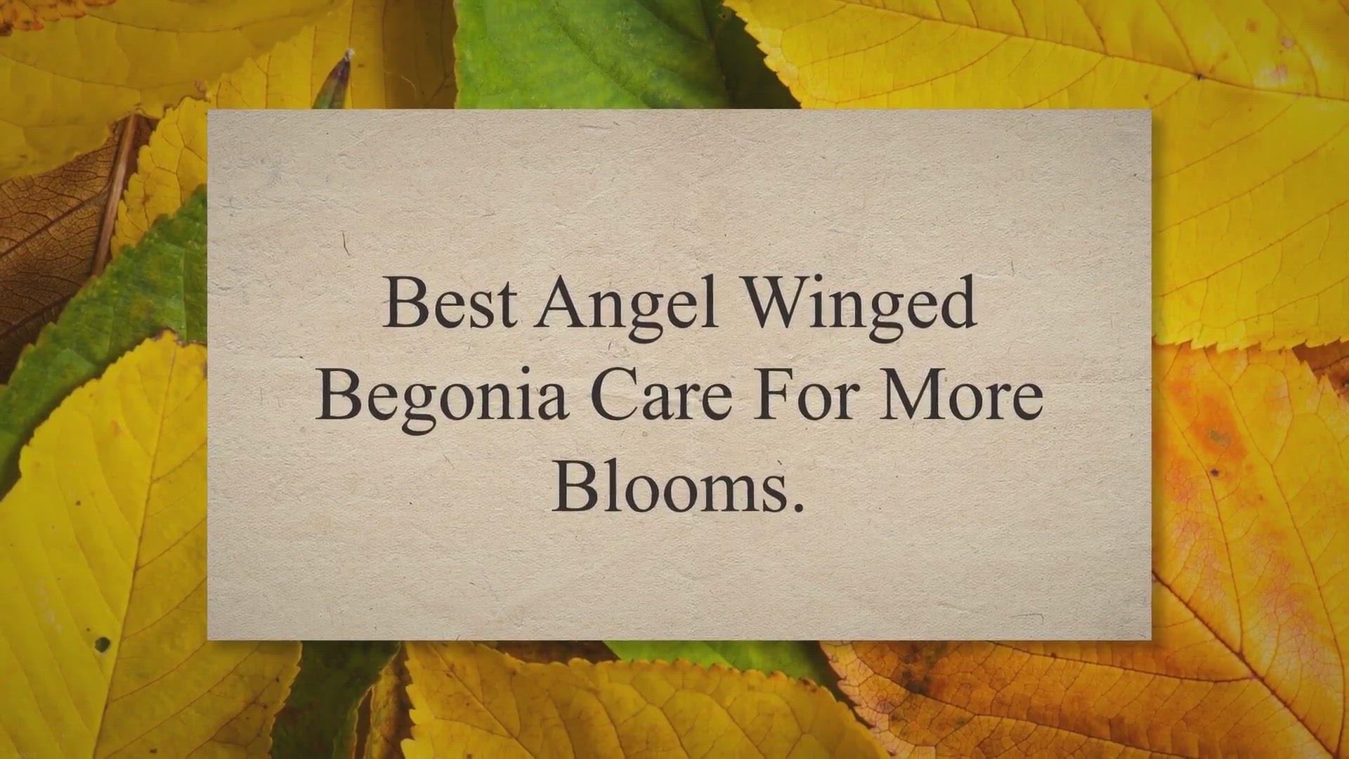 Video thumbnail for Best Angel Winged Begonia Care For More Blooms