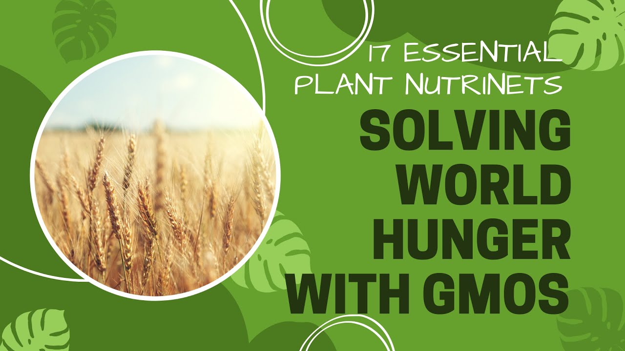 Video thumbnail for This Nutrient & GMO Will Solve World Hunger. The Purpose Of Iron And Plants. Plantmas Ep 17