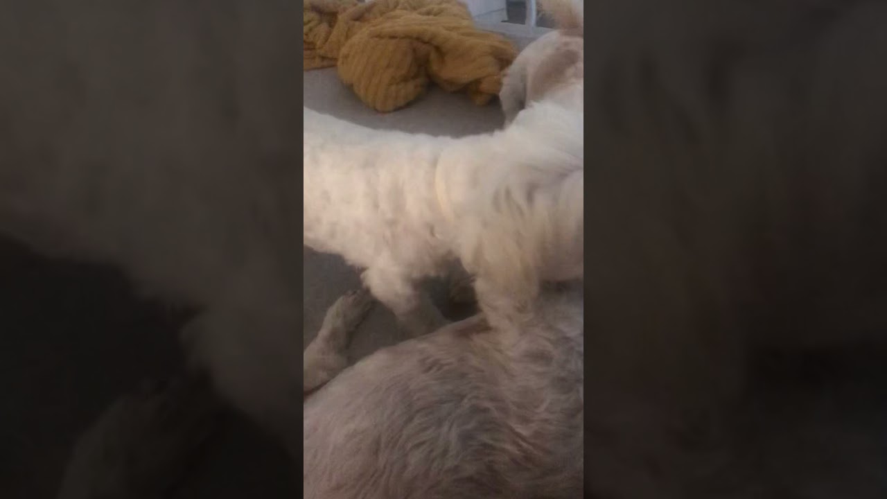 Video thumbnail for King Django the Maltese Dog with his adoring fans, look out for Arya, the jealous ‘Fun Police’