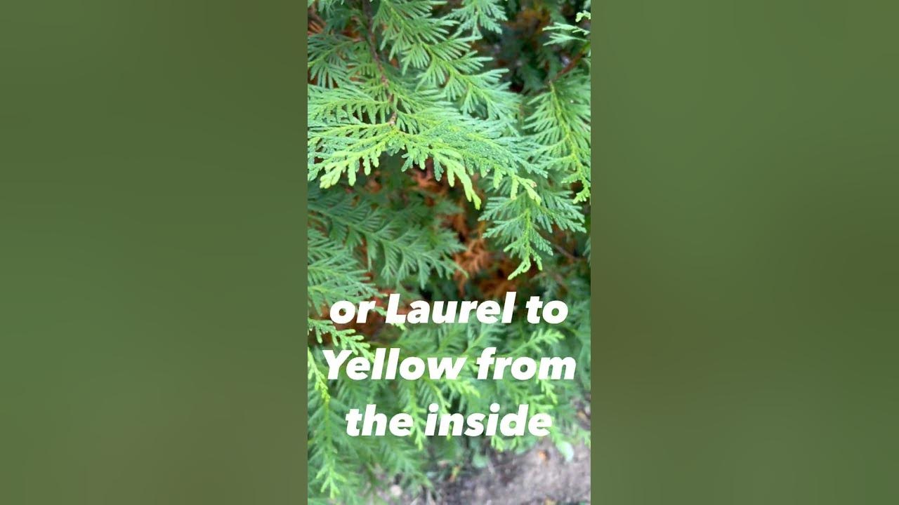 'Video thumbnail for [ANSWERED] Why is my ARBORVITAE turning YELLOW?! #diy #shorts #information #plants #lawncare'