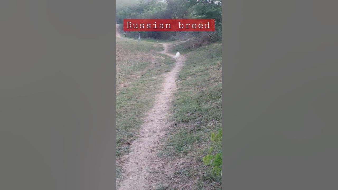 Video thumbnail for Russian dog Breed #dog #shorts