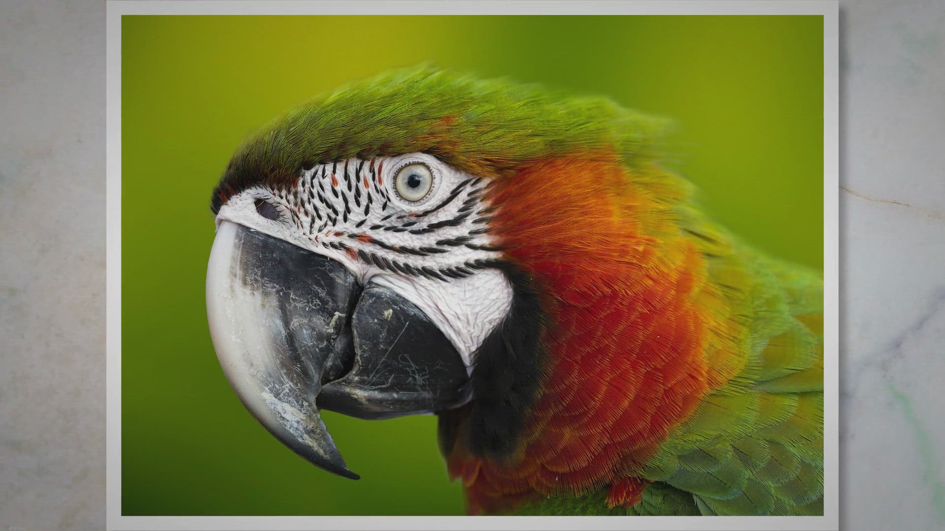 Video thumbnail for How to File a Parrot Beak -African grey beak | Bird beak filer | Parrot beaks