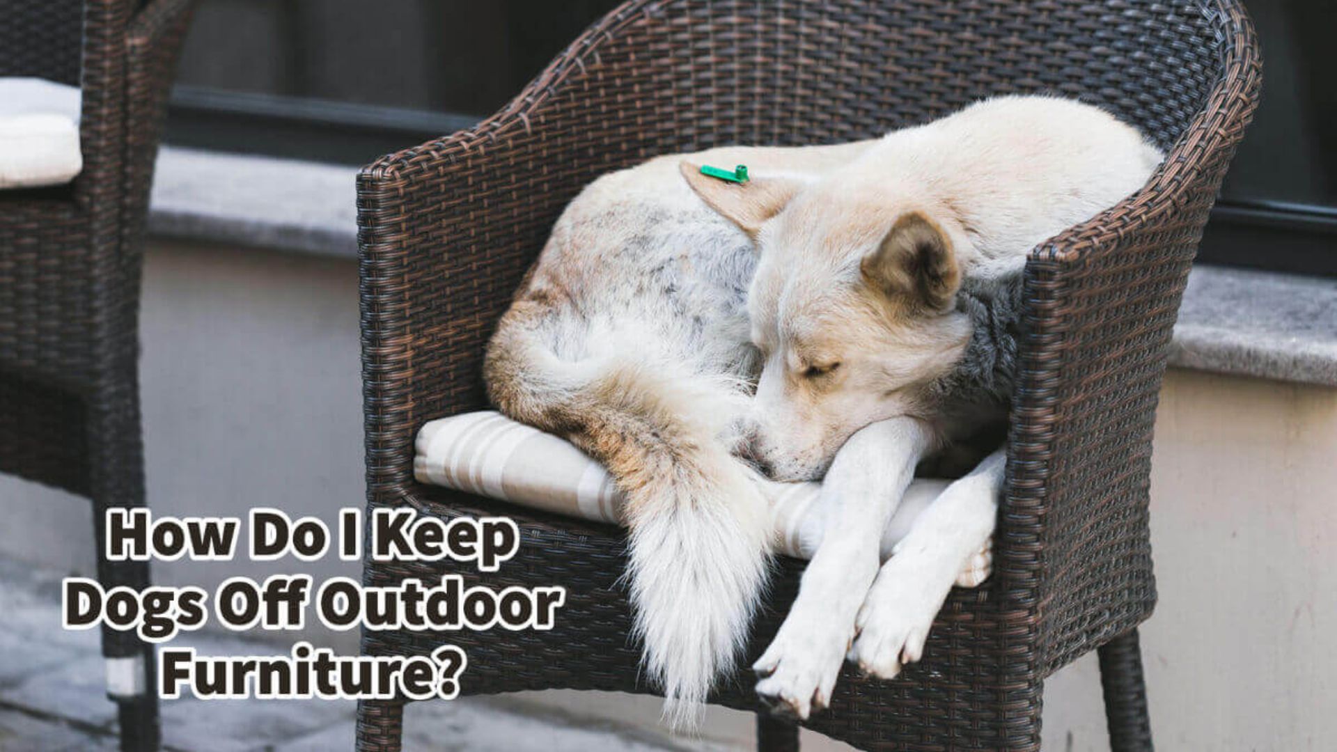 'Video thumbnail for How Do I Keep Dogs Off Outdoor Furniture?'