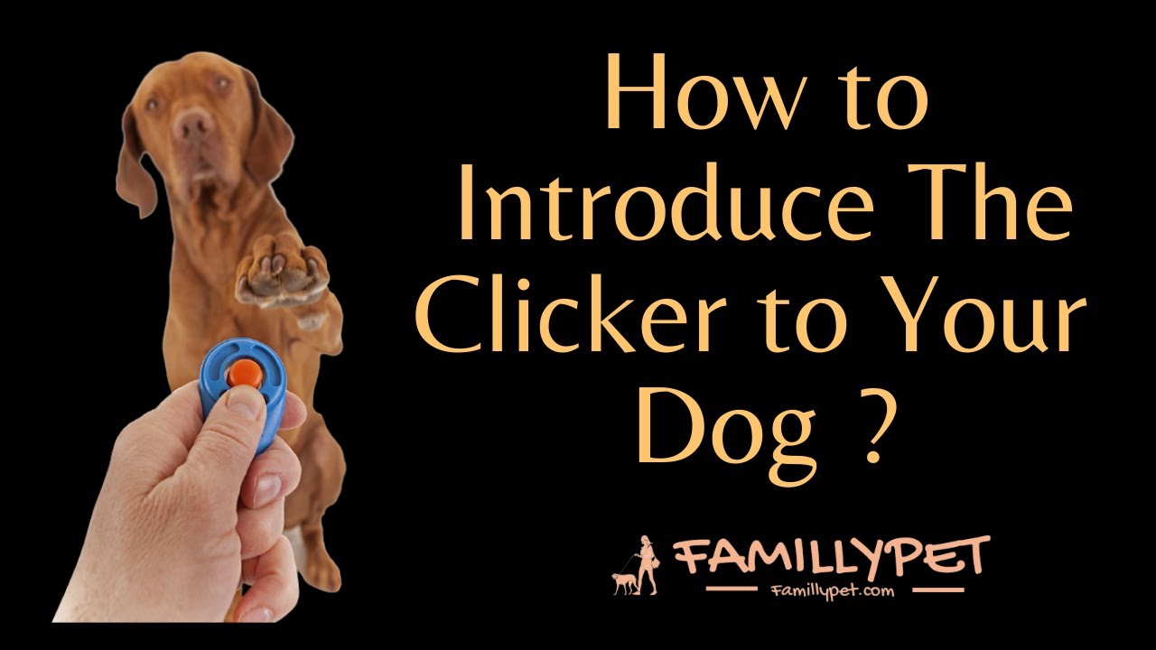 'Video thumbnail for Clicker Training | How to introduce the clicker to your Dog'