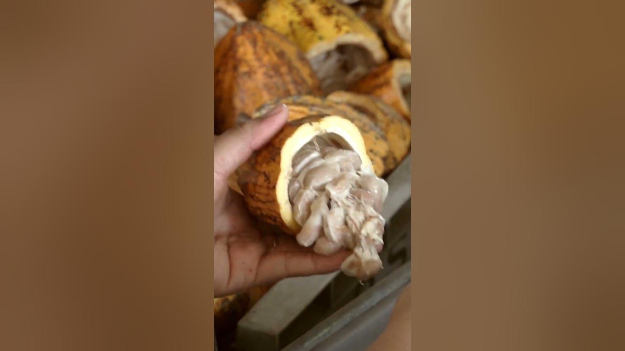 'Video thumbnail for Is White Chocolate Really Chocolate? #shorts'