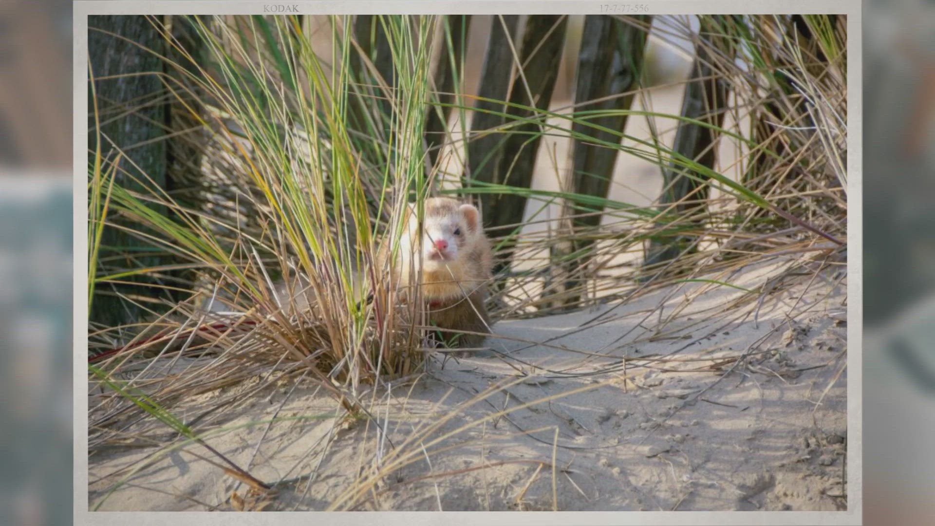 Video thumbnail for Are Ferrets Hard to Take Care Of?