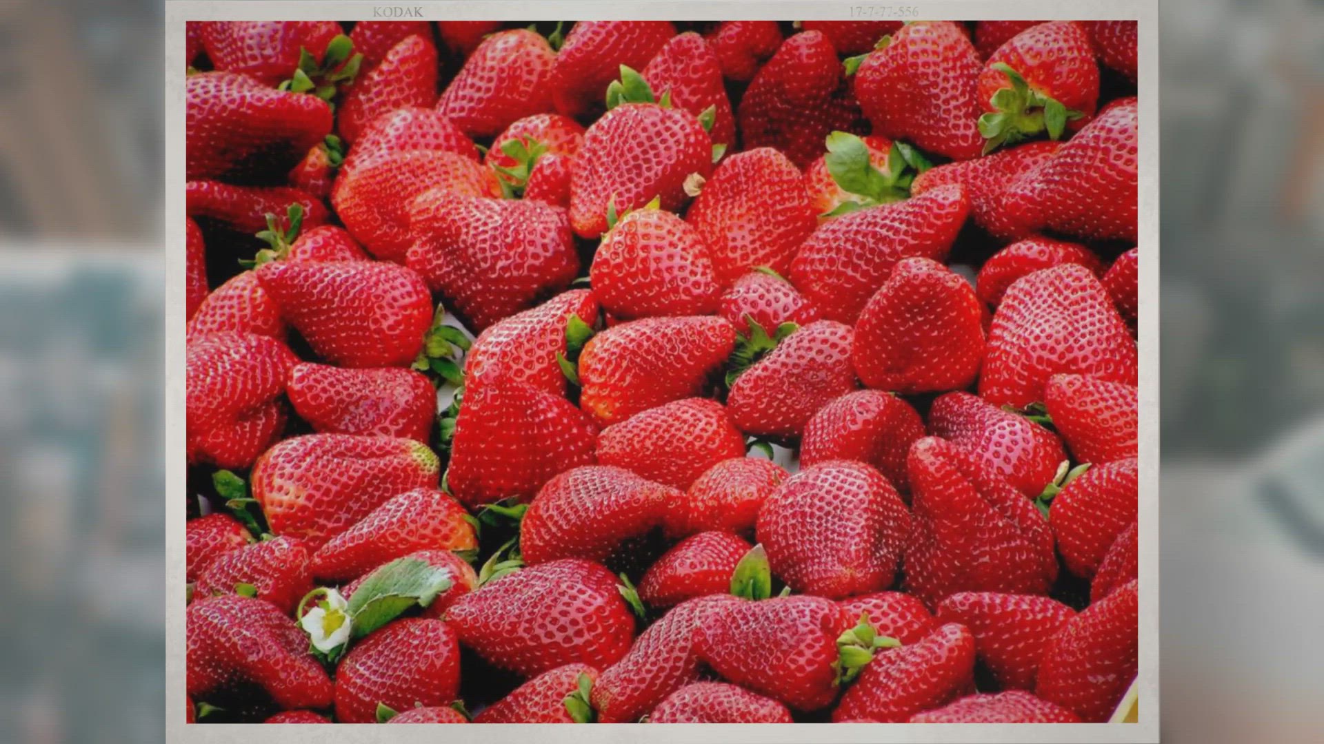 Video thumbnail for How Are Strawberries Harvested?