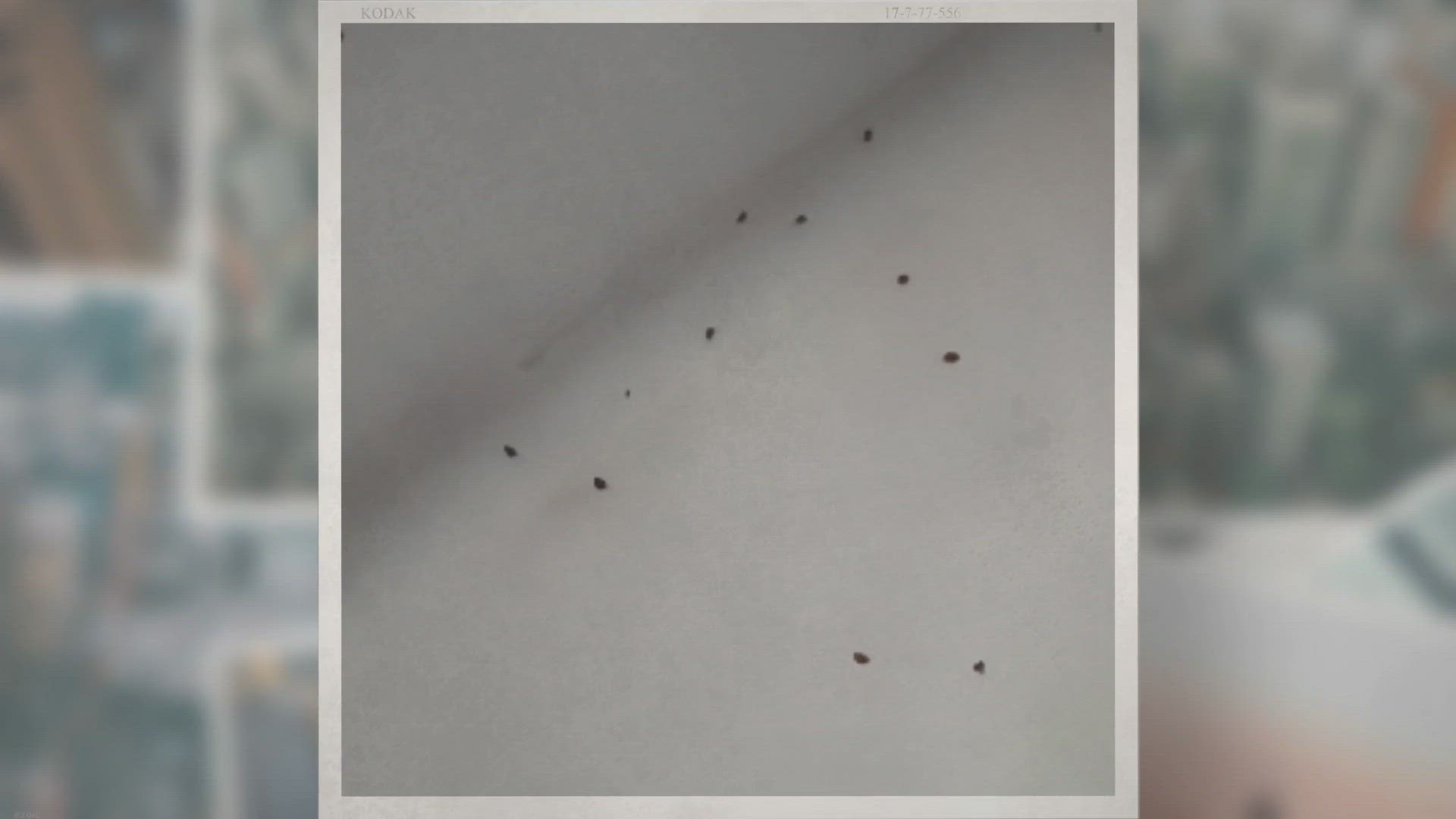 Video thumbnail for 10 Ways to Get Rid of Clover Mites on Patio Naturally