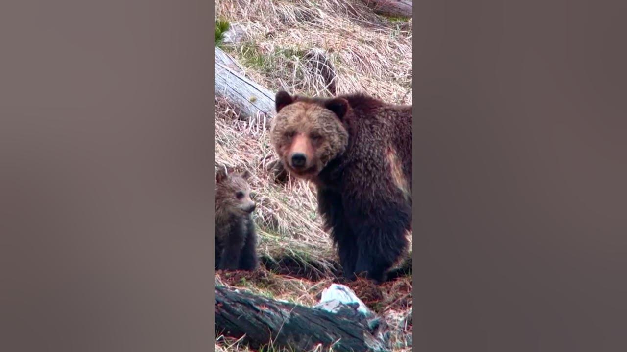 Video thumbnail for Tiny Bear Cub Stands Up and Captivates the World