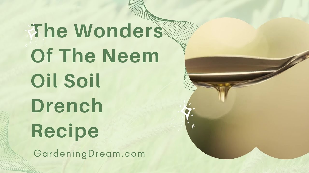 Video thumbnail for The Wonders Of The Neem Oil Soil Drench Recipe