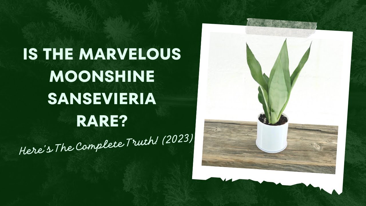 Video thumbnail for Is the Marvelous Moonshine Sansevieria Rare? Here’s The Complete Truth! (2023)