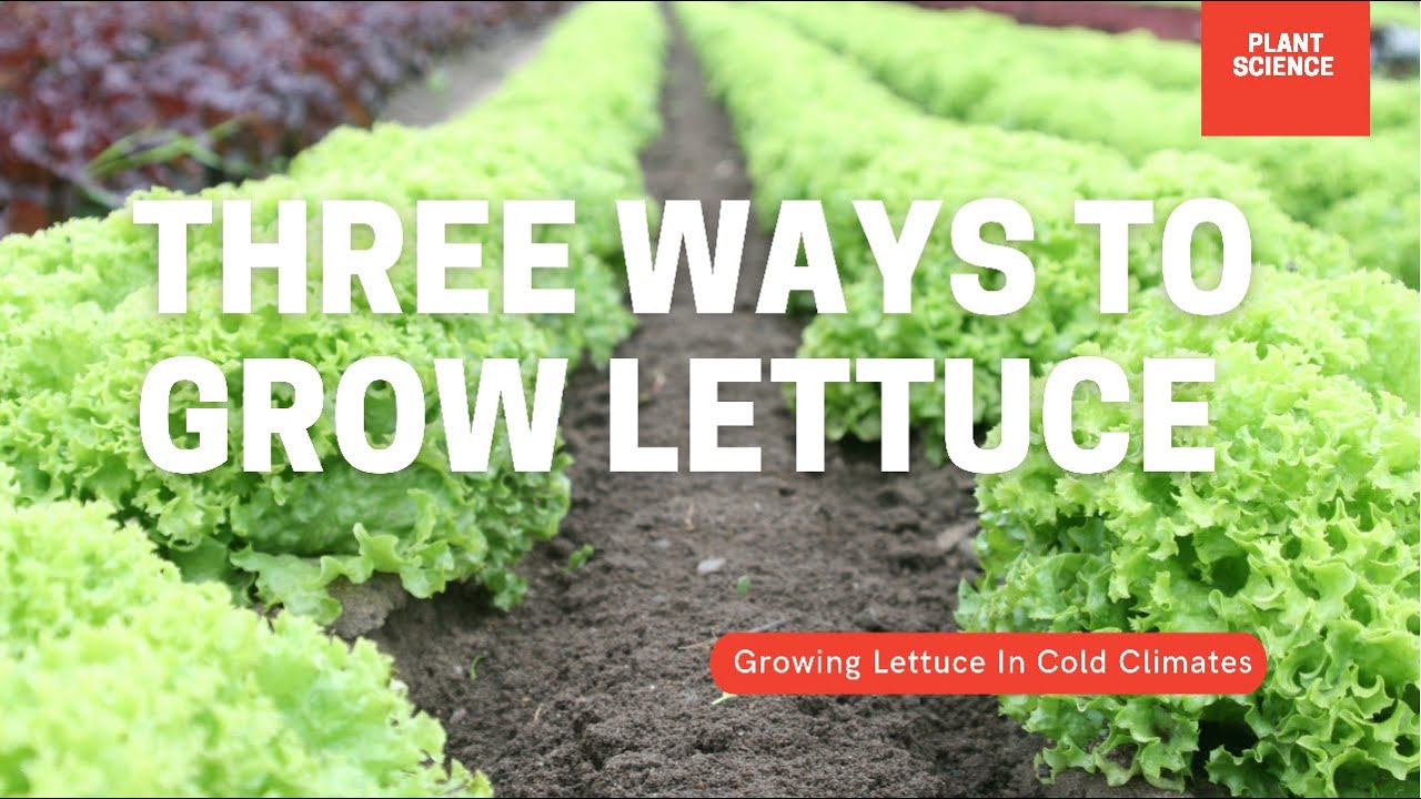 Video thumbnail for Three Ways To Grow Lettuce. Growing Lettuce In Cold Climates | Gardening in Canada