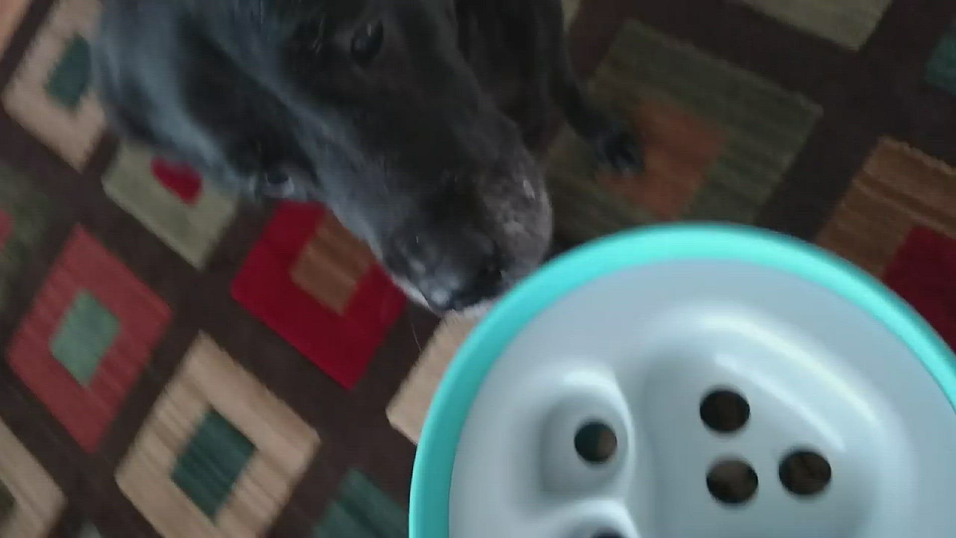 'Video thumbnail for Dogs Like The PAW5 Rock 'n Bowl Puzzle Feeder!'