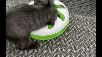 Video thumbnail for Josie spielt mit einem Kugelbahnspiel