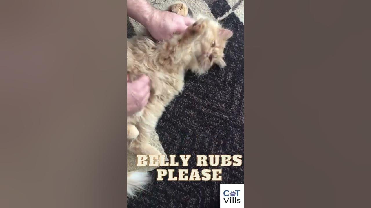 Video thumbnail for This Cat Enjoying Belly Rubs Will Melt Your Heart #shorts