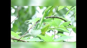 Video thumbnail for Interesting facts about animals