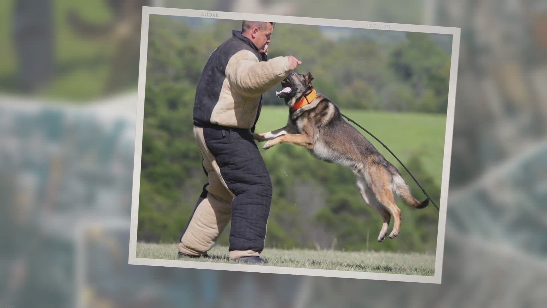 Video thumbnail for Summary - How to Train a Guard Dog
