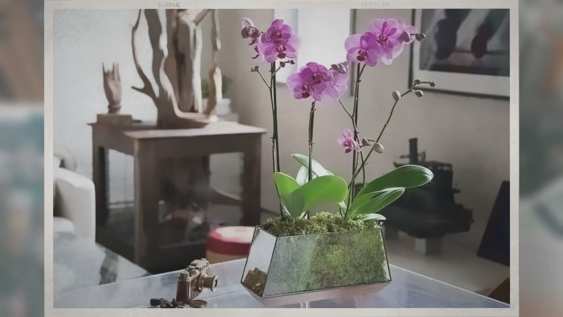 Video thumbnail for 10 Best Orchid Pots For Phalaenopsis