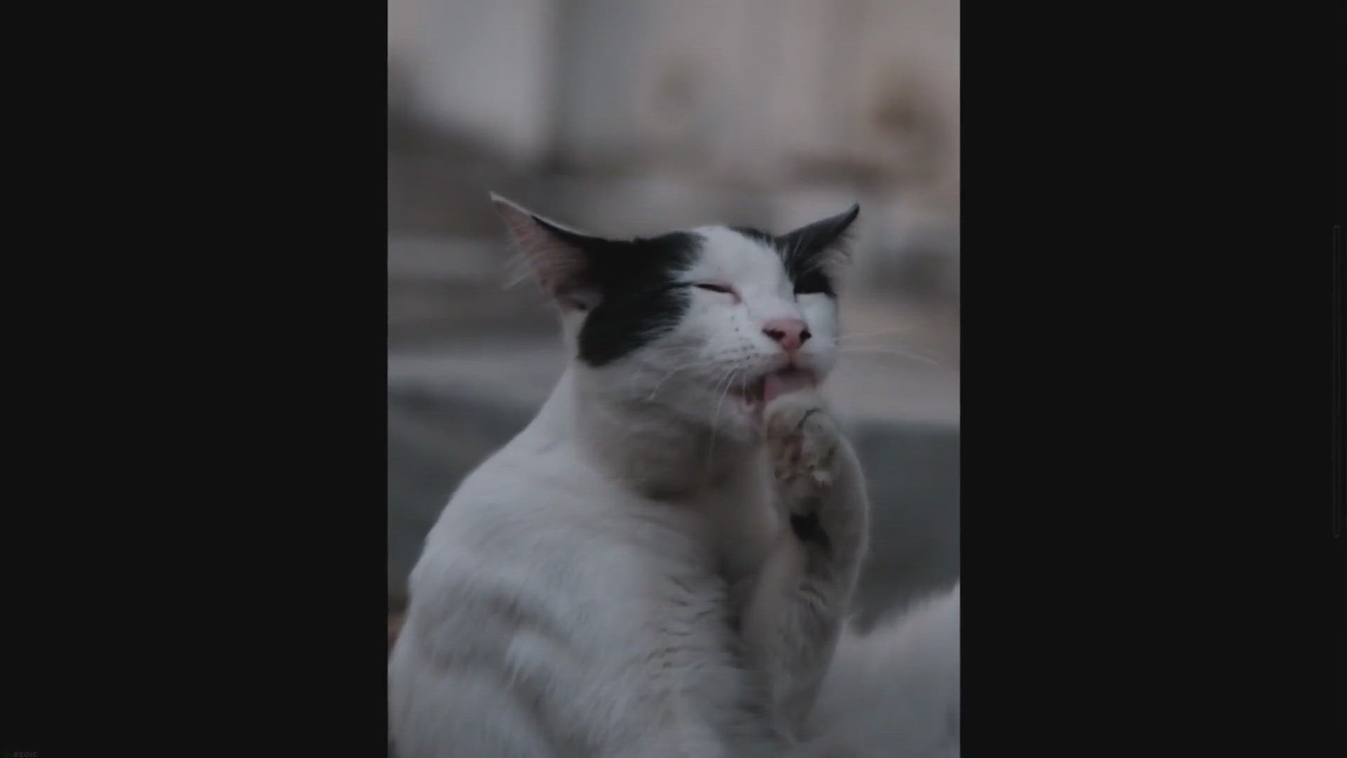 Video thumbnail for Why Is Not A Good Idea To Share Peaches With Your Cat