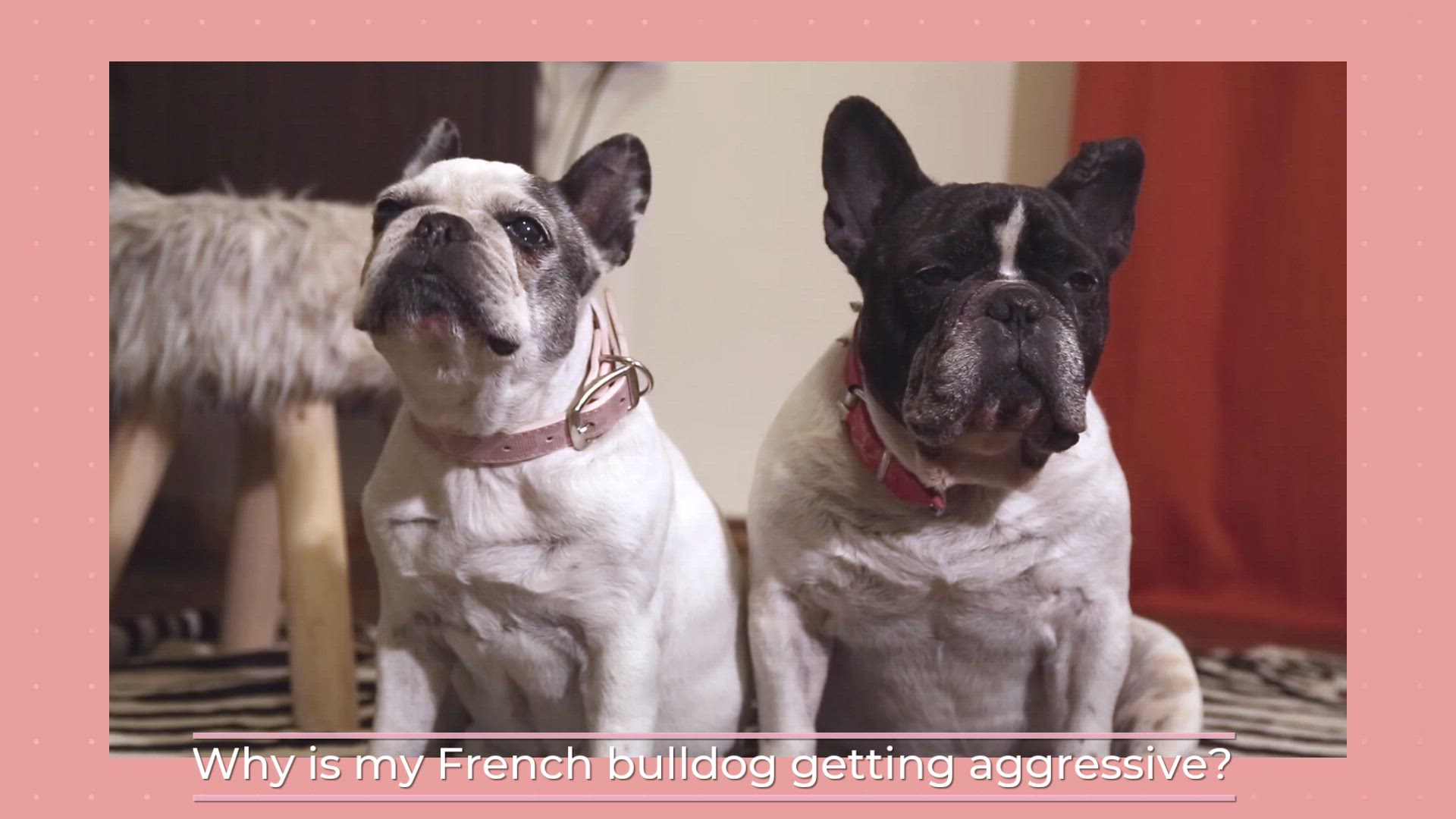 Video thumbnail for Why is my French bulldog getting aggressive? – What To Do