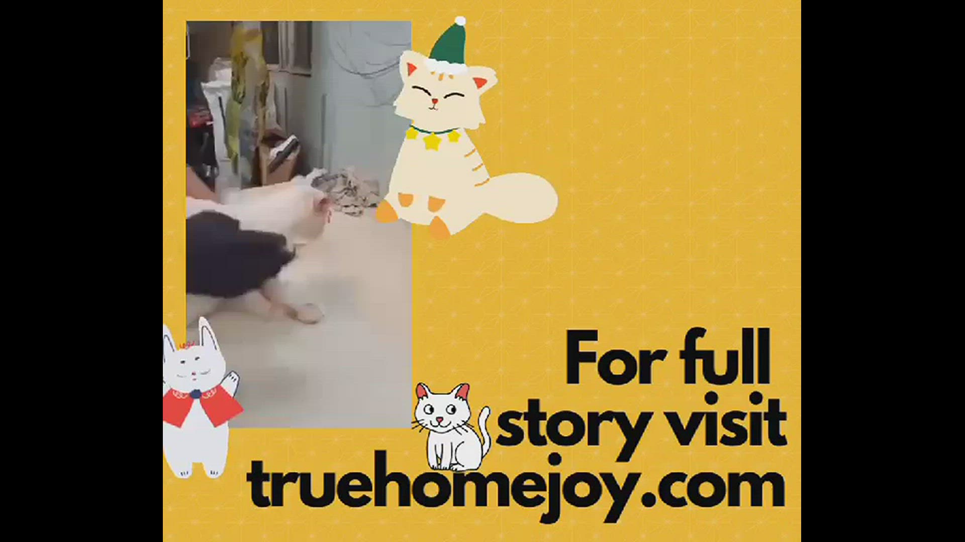 Video thumbnail for How to nurse a wounded cat at home ?