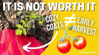 Video thumbnail for Planting Tomatoes Outside Early In Canada. Is It Worth Planting Tomato Plants In Season Extenders?