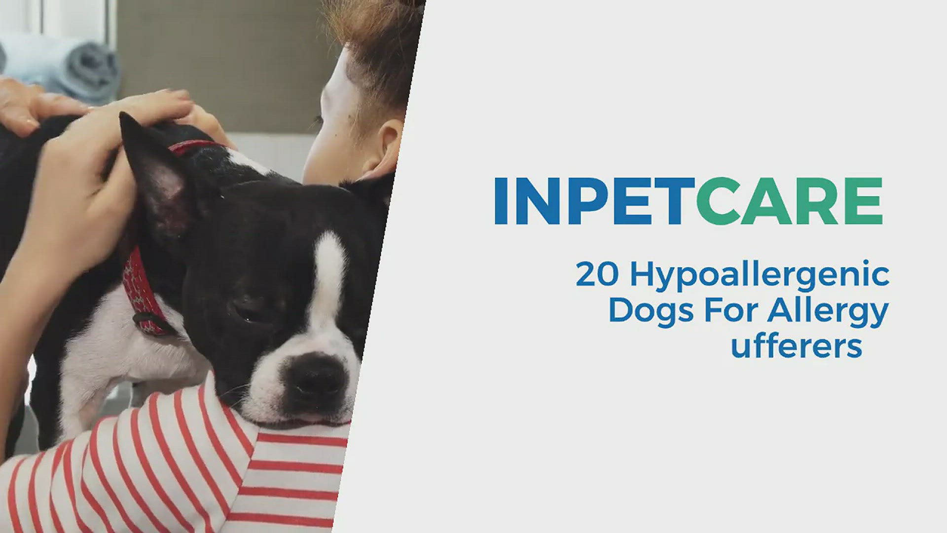 Video thumbnail for Hypoallergenic Dogs List