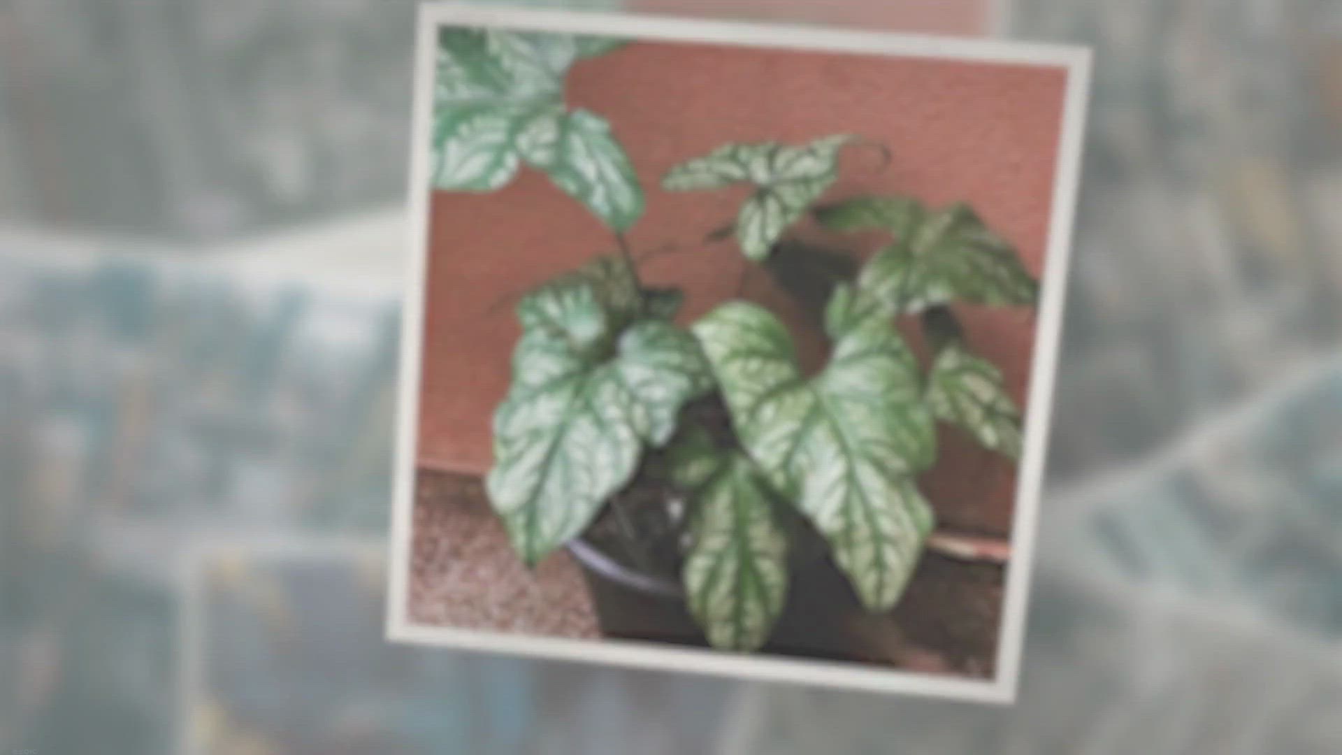 Video thumbnail for Cercestis Mirabilis Care Guide, Propagation & Troubleshooting