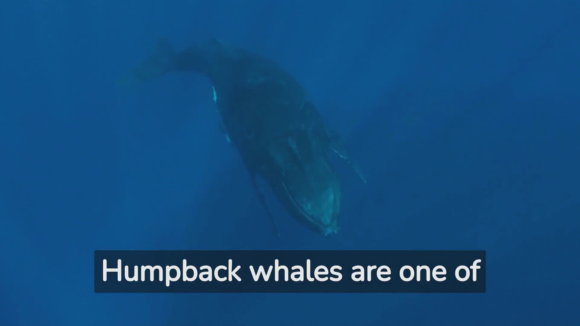 'Video thumbnail for Uncovering the Fascinating Habits of the Humpback Whale'