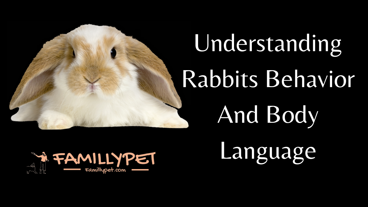 'Video thumbnail for Rabbits behavior - 24 Rabbits body language meaning '