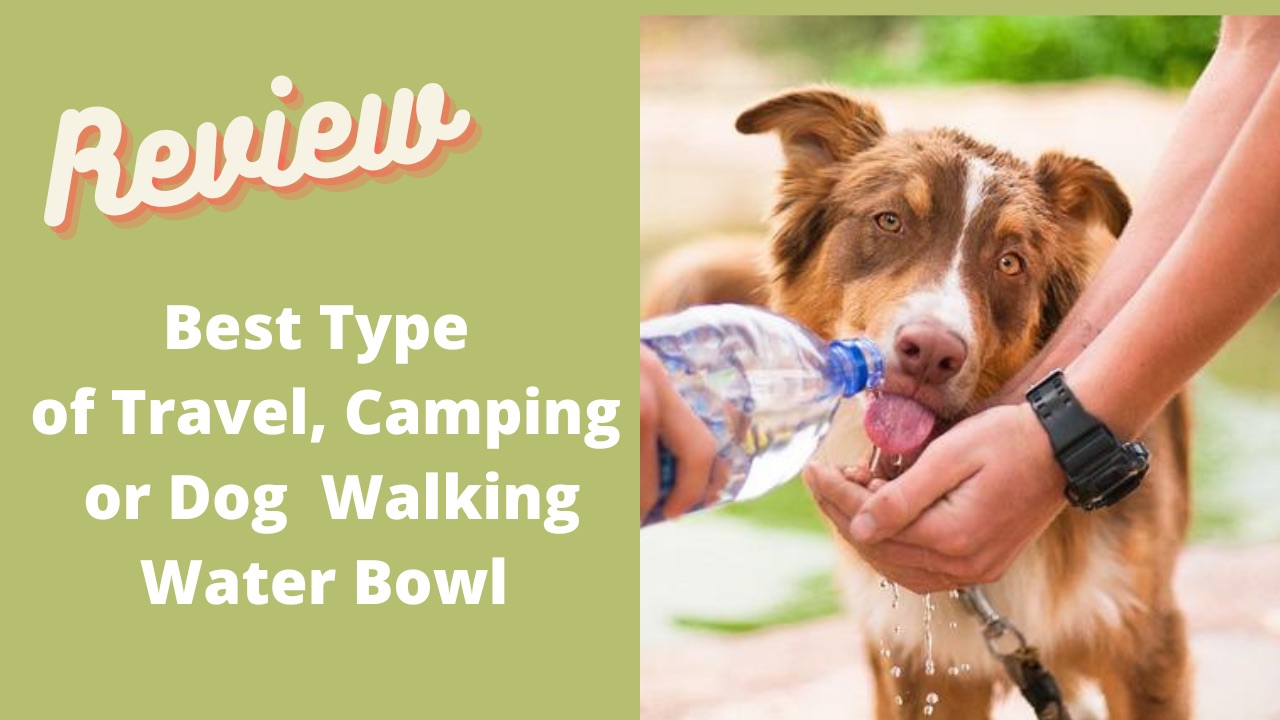 'Video thumbnail for Multi-Functioning Travel Bowl for Dogs, Cats & You!'