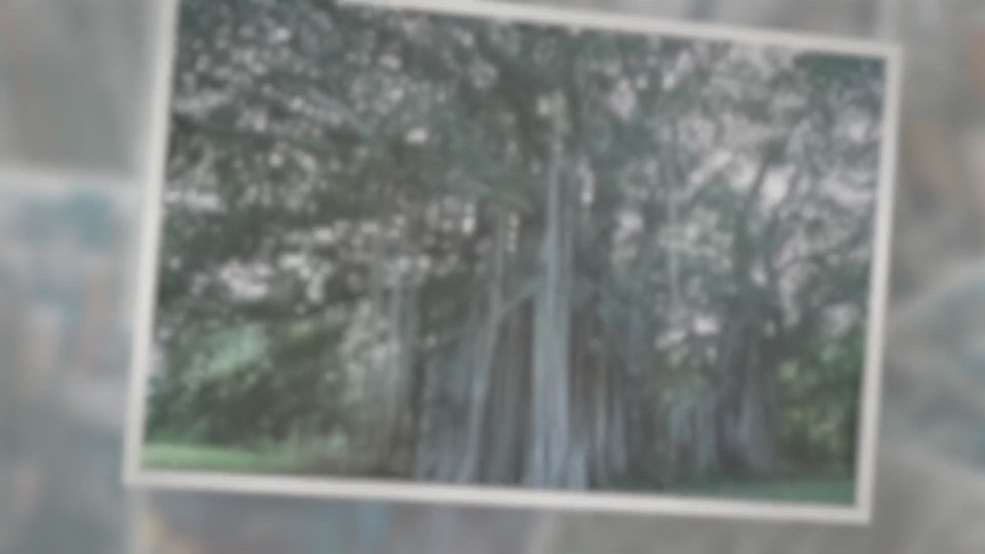 Video thumbnail for Calvaria Tree