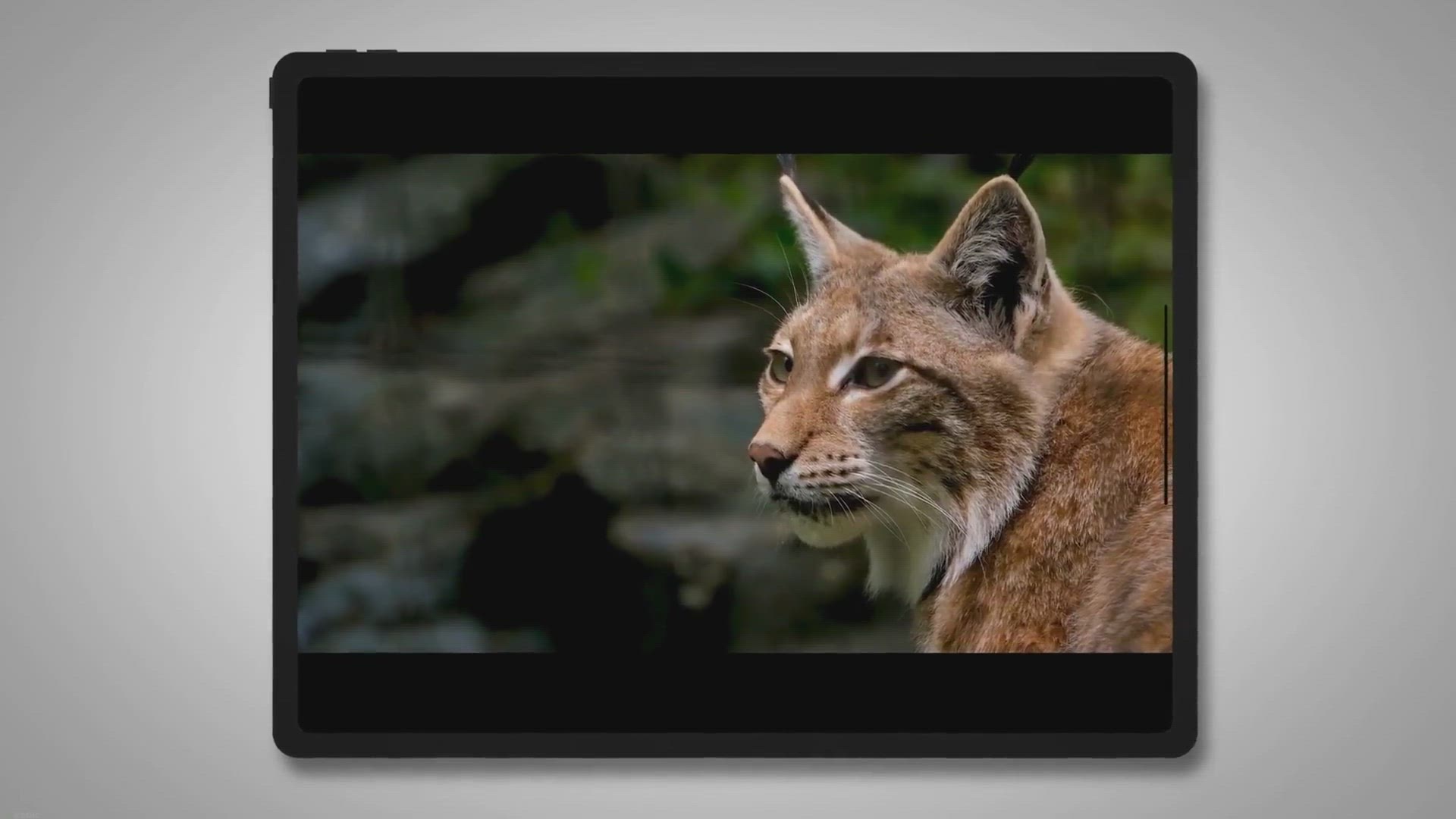 Video thumbnail for How To Trap Bobcats In Snow