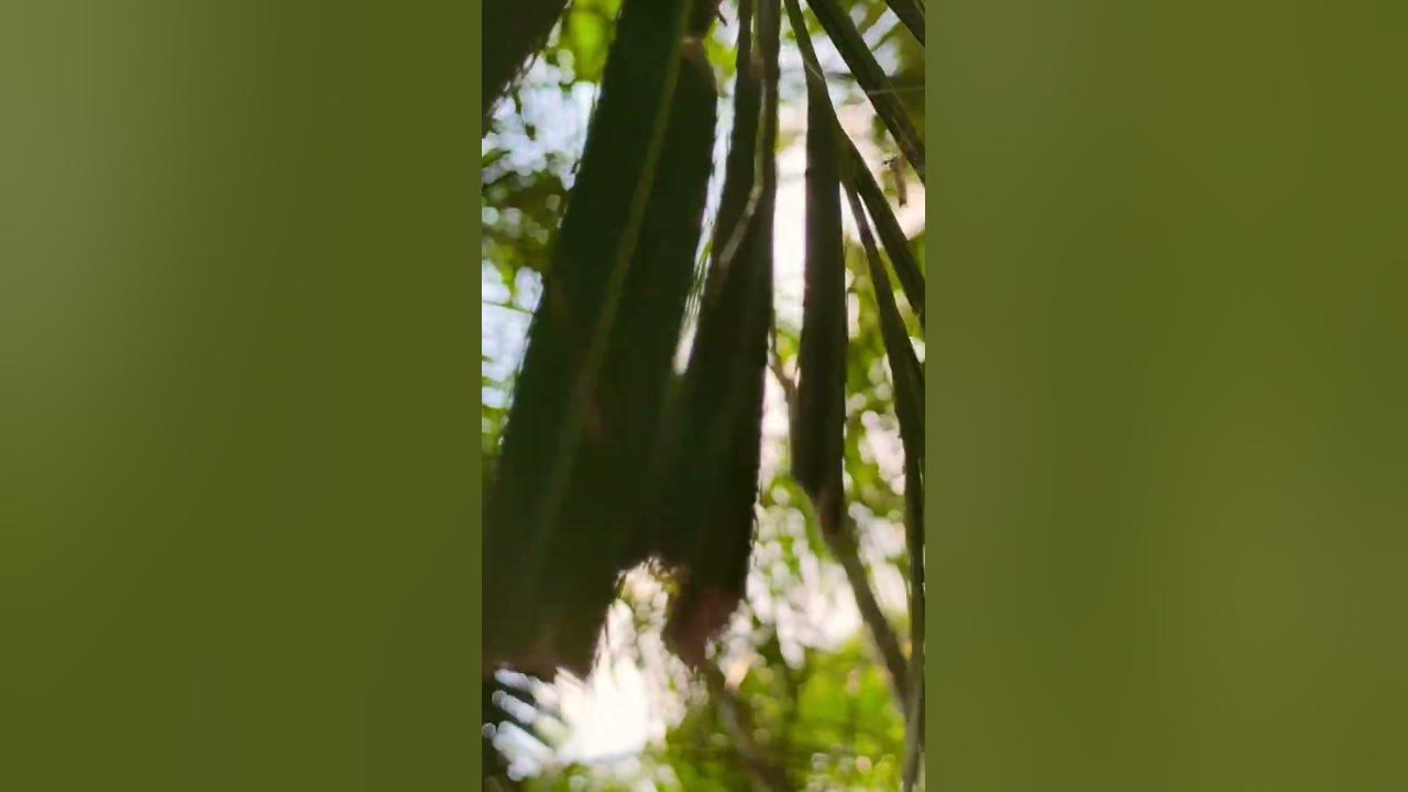'Video thumbnail for মশা 🙅♂️ || The Mosquito'