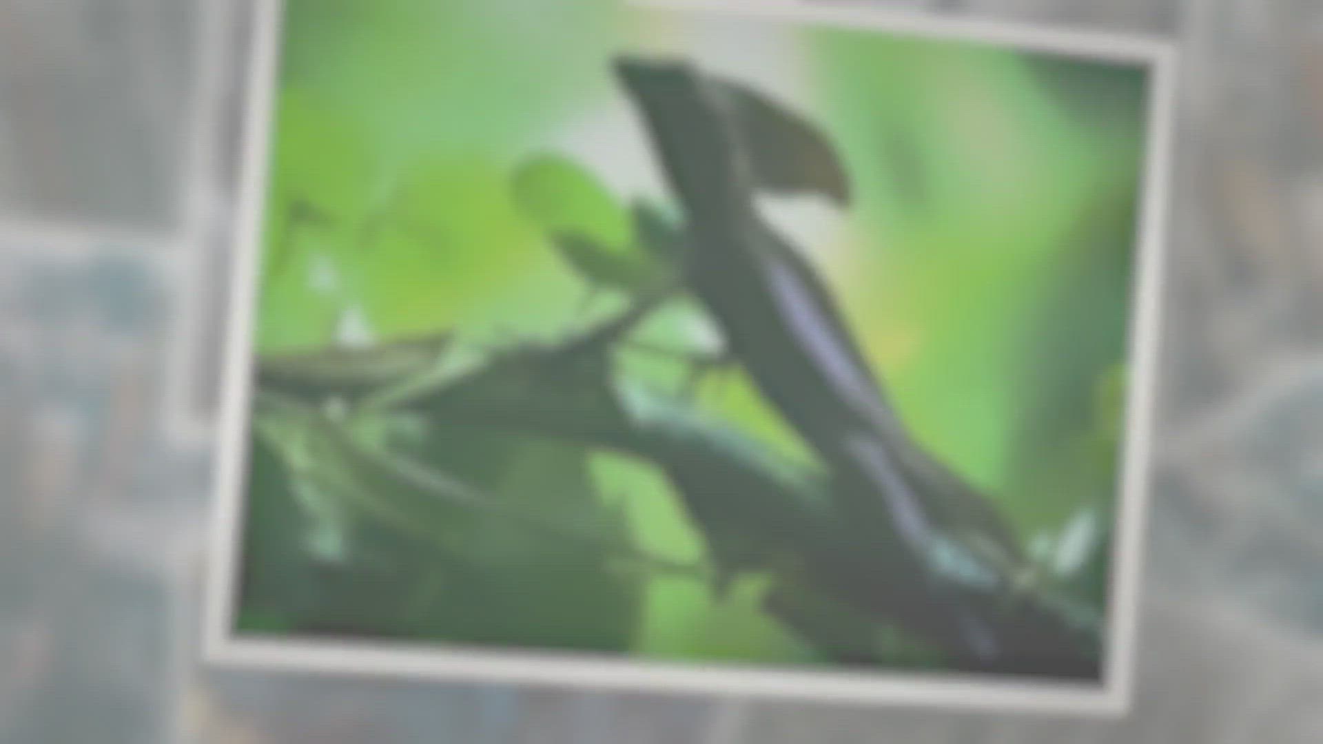 Video thumbnail for Jesus Christ Lizard