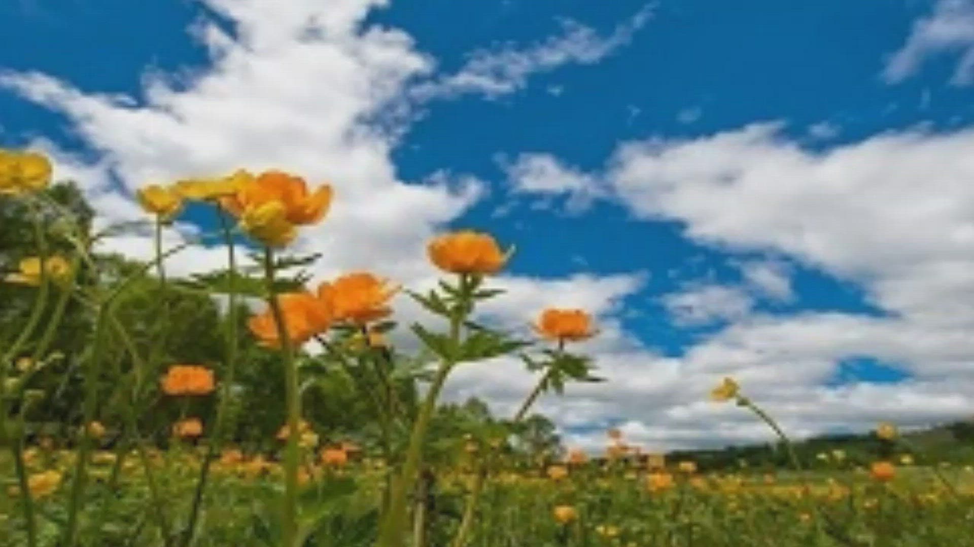 Fun Little Dutch Boy Who Saved Holland Facts (All You Need to Know!), image size:1920x1080
