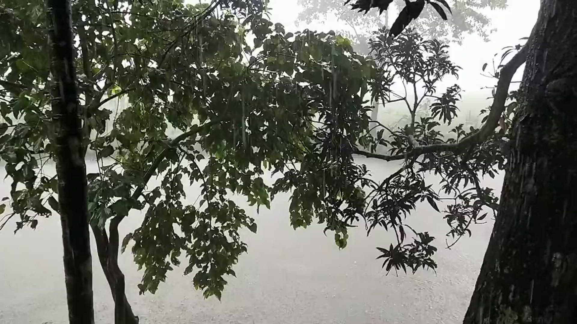 Video thumbnail for #বৃষ্টি #পুকুরেবৃষ্টিপড়ারশব্দ #TinerChaleBrishty #Rainyday । বৃষ্টির শব্দে ঘুম । গ্রামীন দৃশ্য