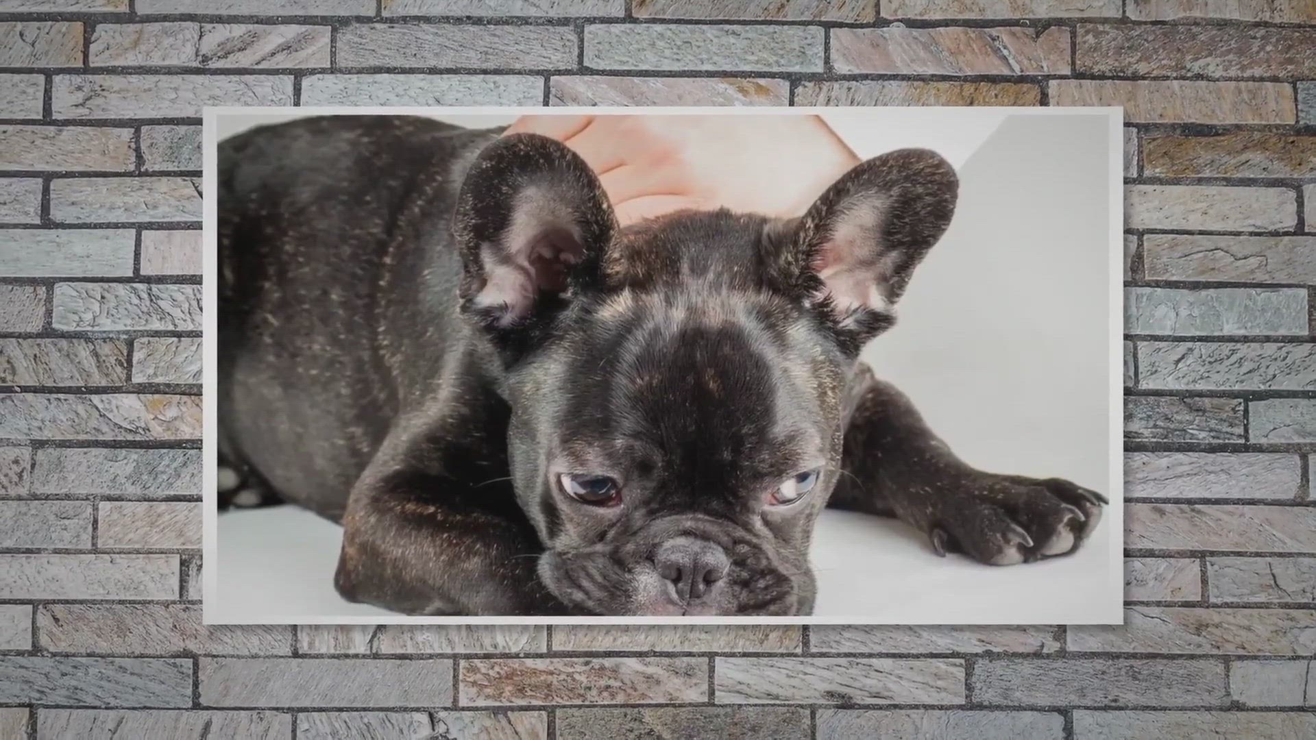 Video thumbnail for IVDD In French Bulldogs