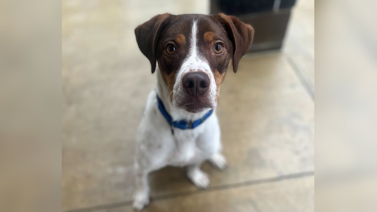 Video thumbnail for Pet of the Week 03/24/23