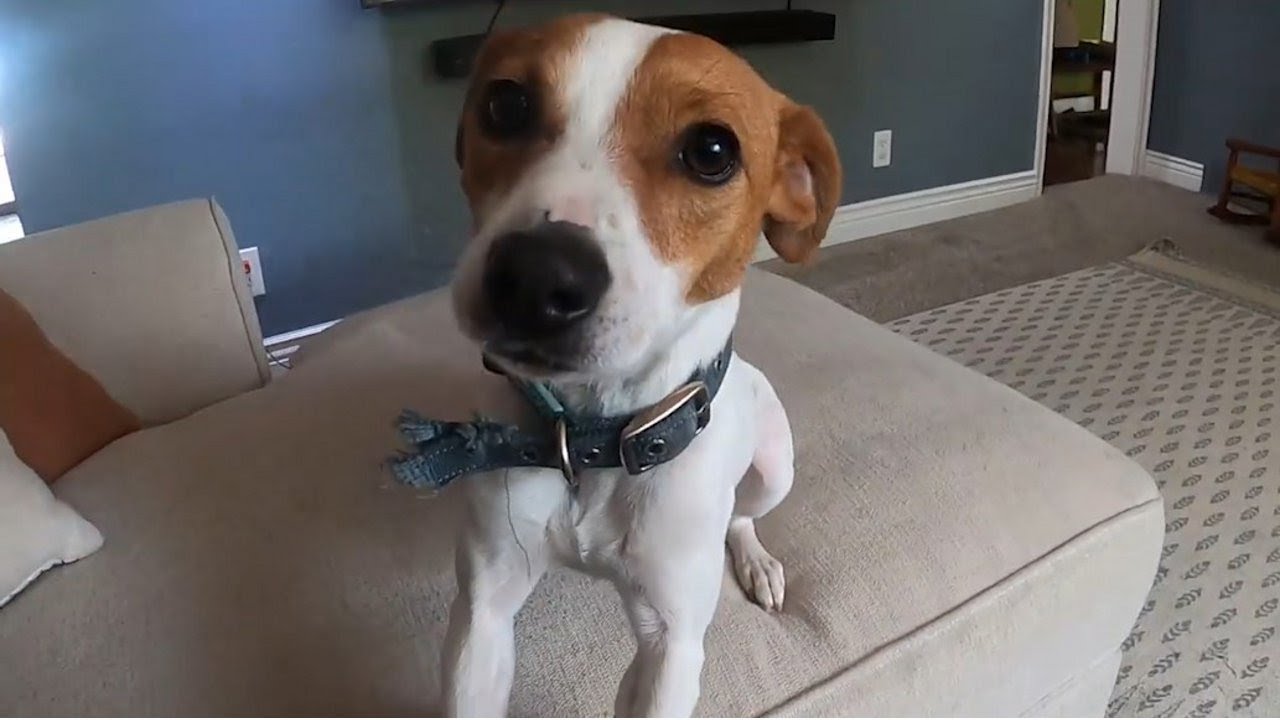 Video thumbnail for 7 Reasons You Should Adopt a Jack Russell Terrier and 7 Reasons Not To (Jack Russell Pros and Cons)