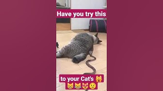 'Video thumbnail for Have to Try this with your #cats  #shorts #funnyvideo 😹😸🙀😻'