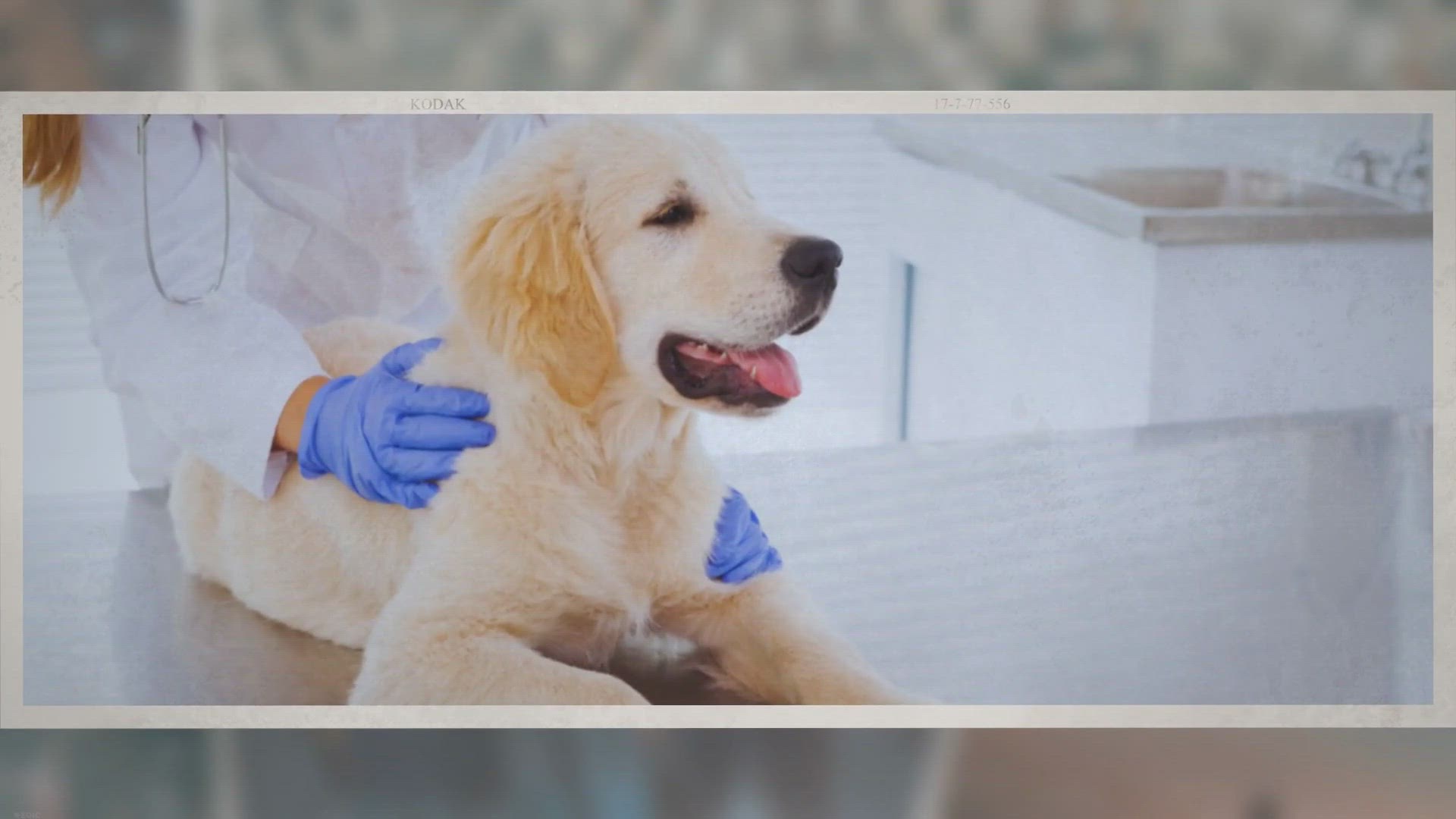 Video thumbnail for Can My Dog Jump on The Couch After Heartworm Treatment?